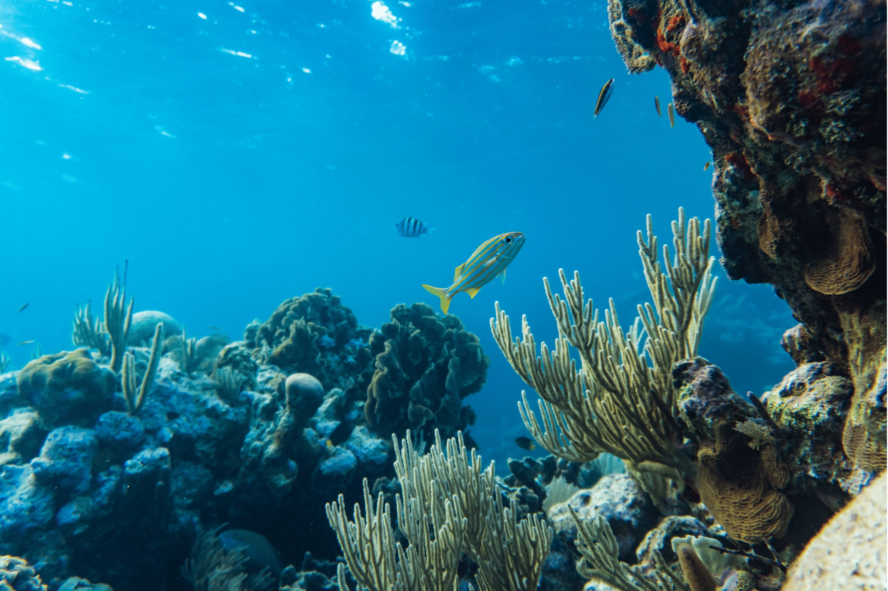 The picture shows a reef landscape.