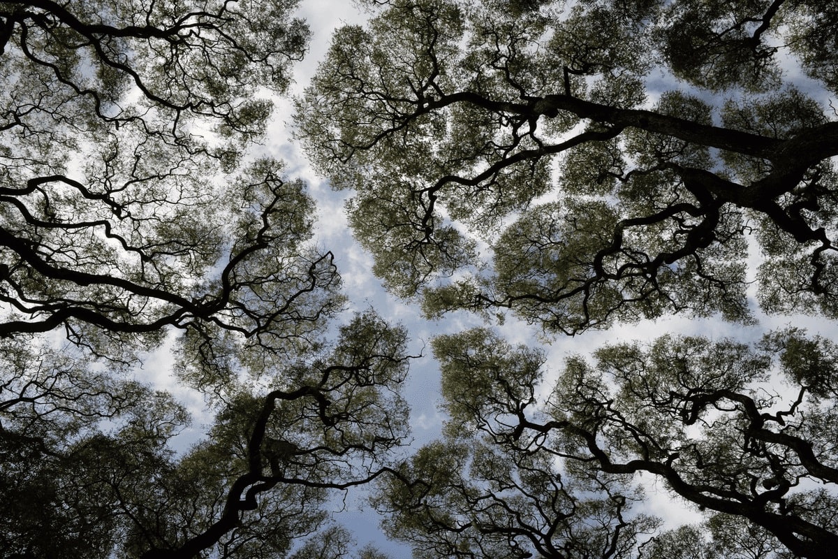 The picture shows a grove of trees.